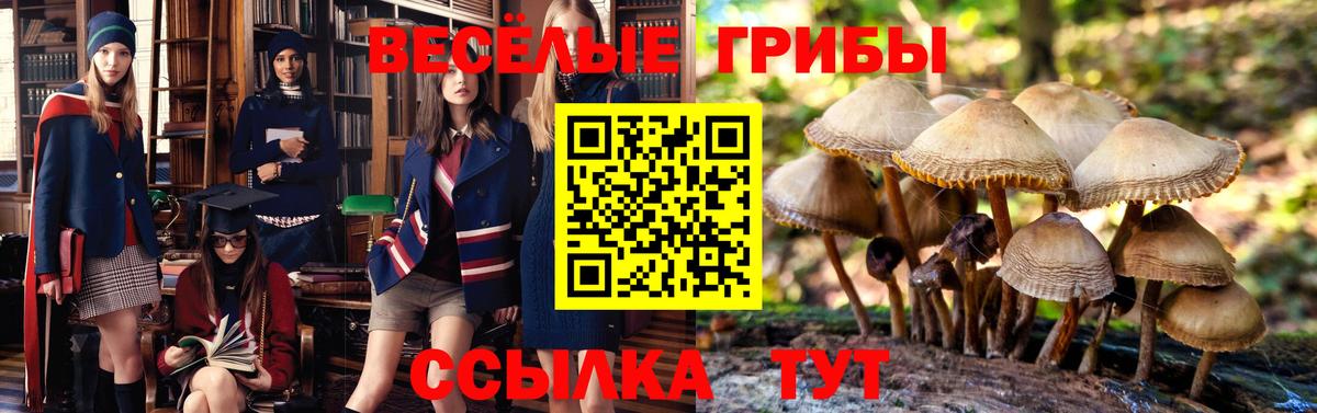 где найти   Вязьма  Галлюциногенные грибы прущие грибы 